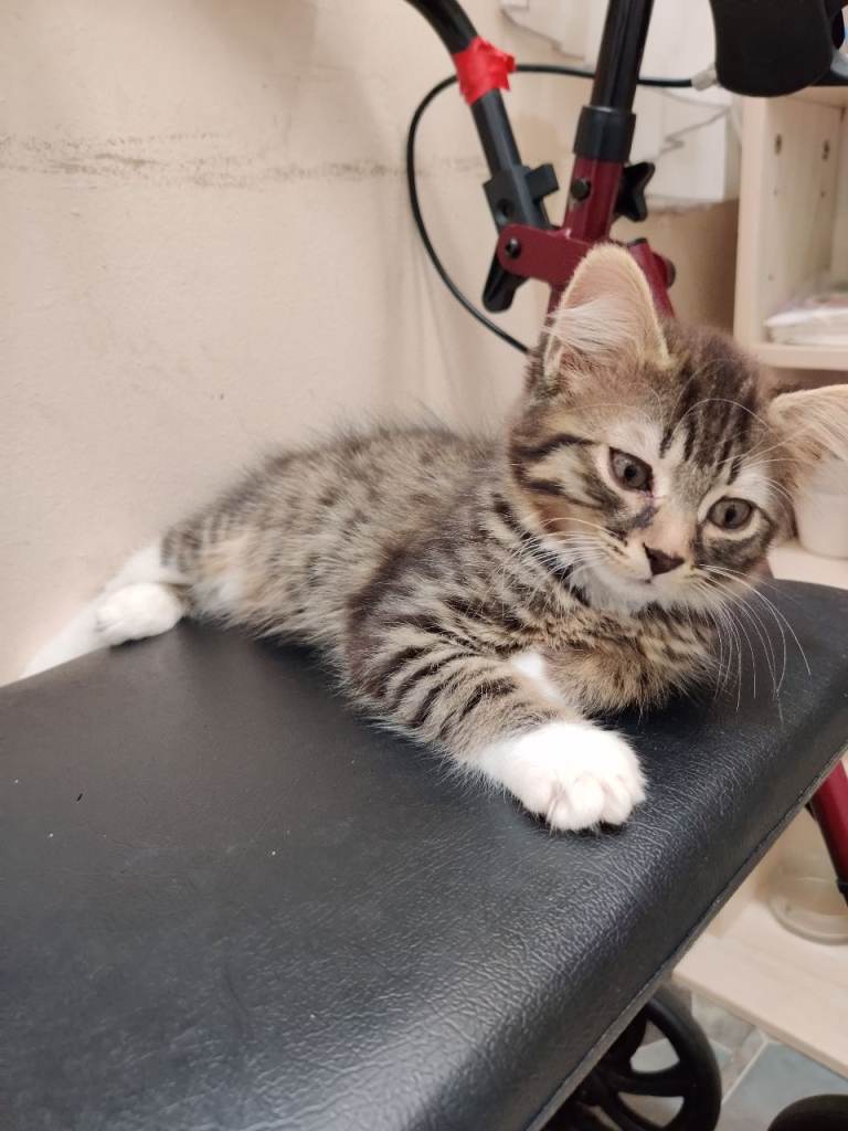 Kittens for sale