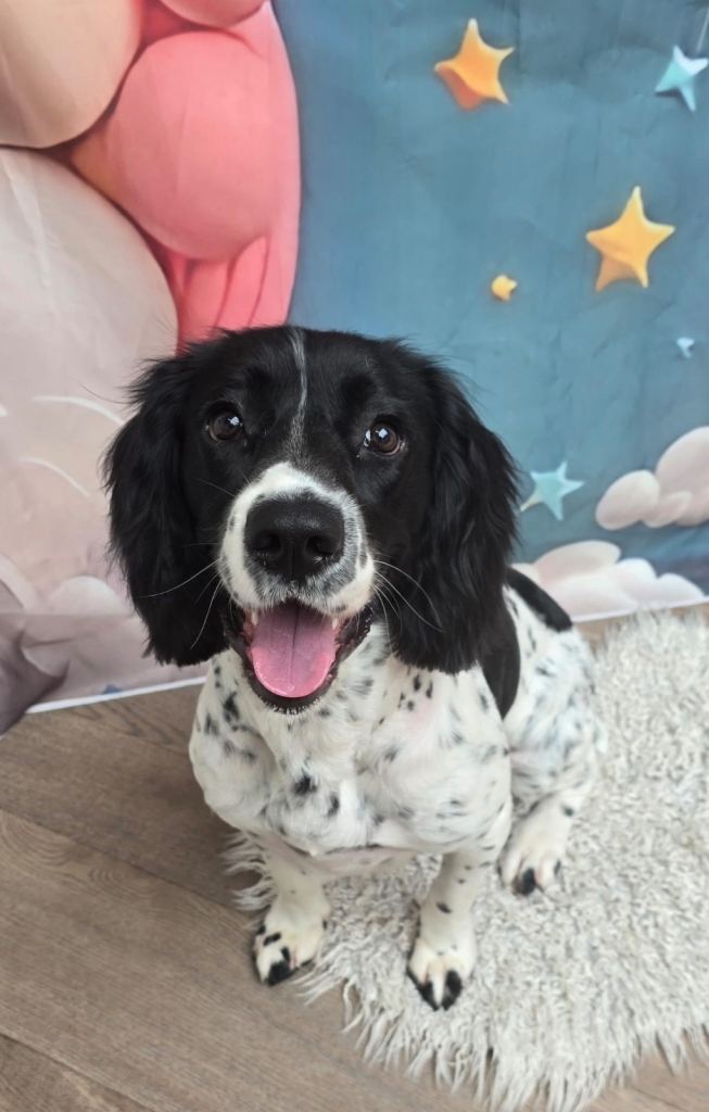10 month old springer spaniel 