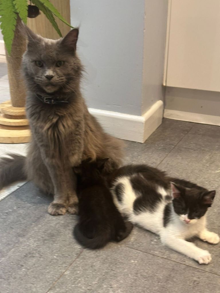 Stunning Half Mainecoon Kittens