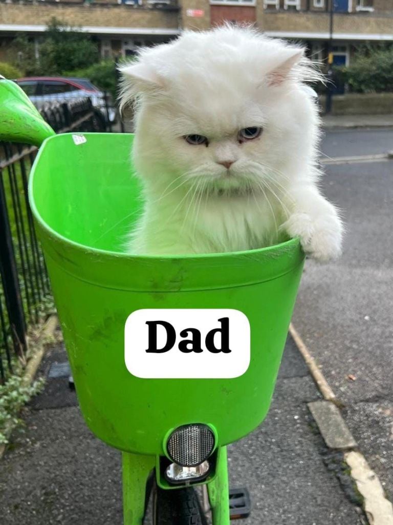 Beautiful female Persian kitten