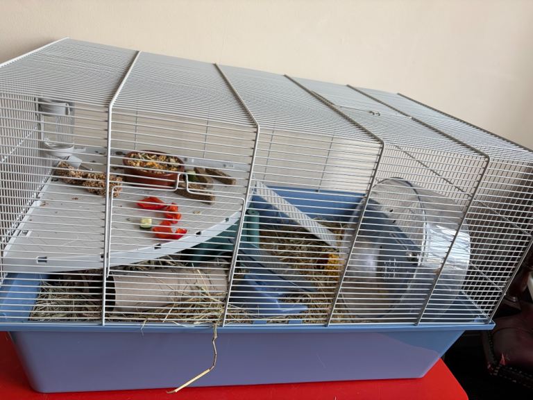 2 Syrian hamster and 2 cages 