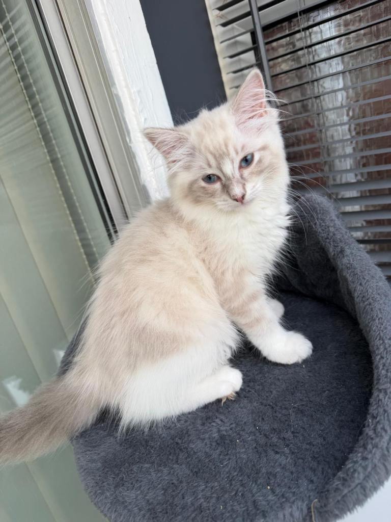 Beautiful ragdoll kittens