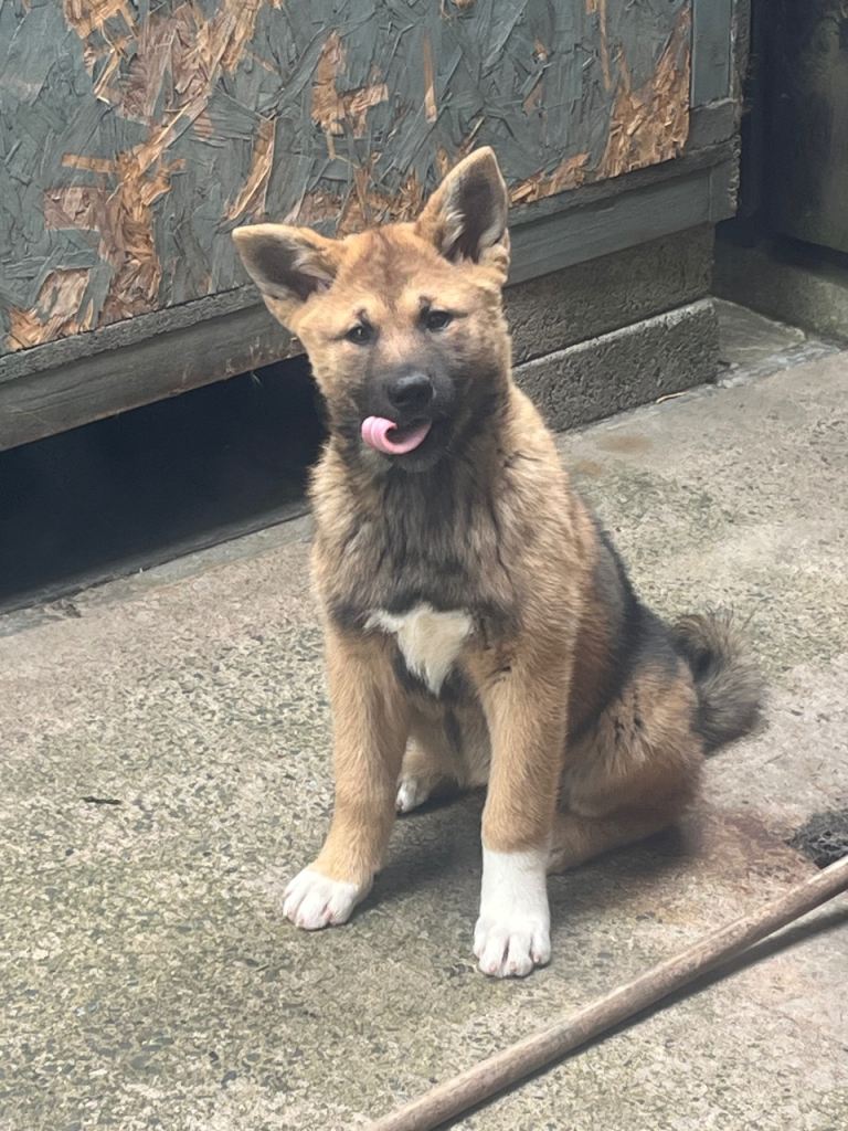Akita 