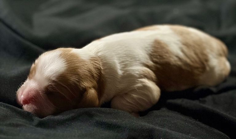 Beautiful cavalier king Charles spaniel puppies 