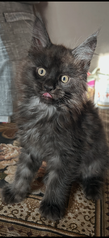 3 beautiful mainecoon kittens left 