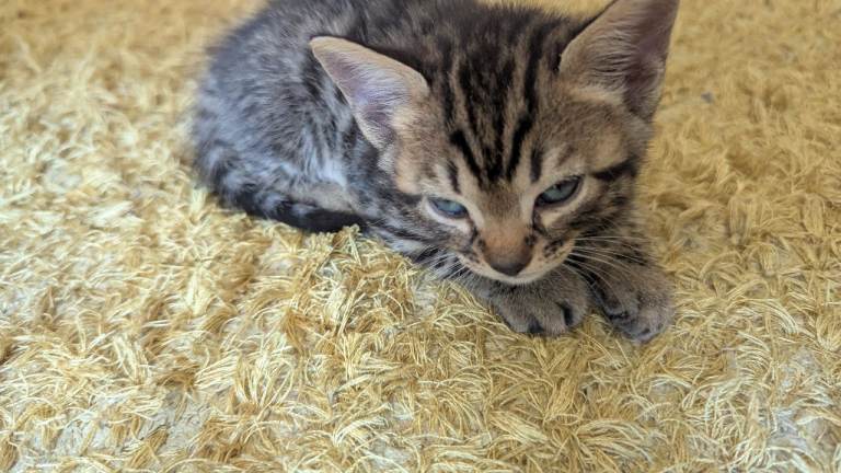 Bengal cross kittens available end of July 