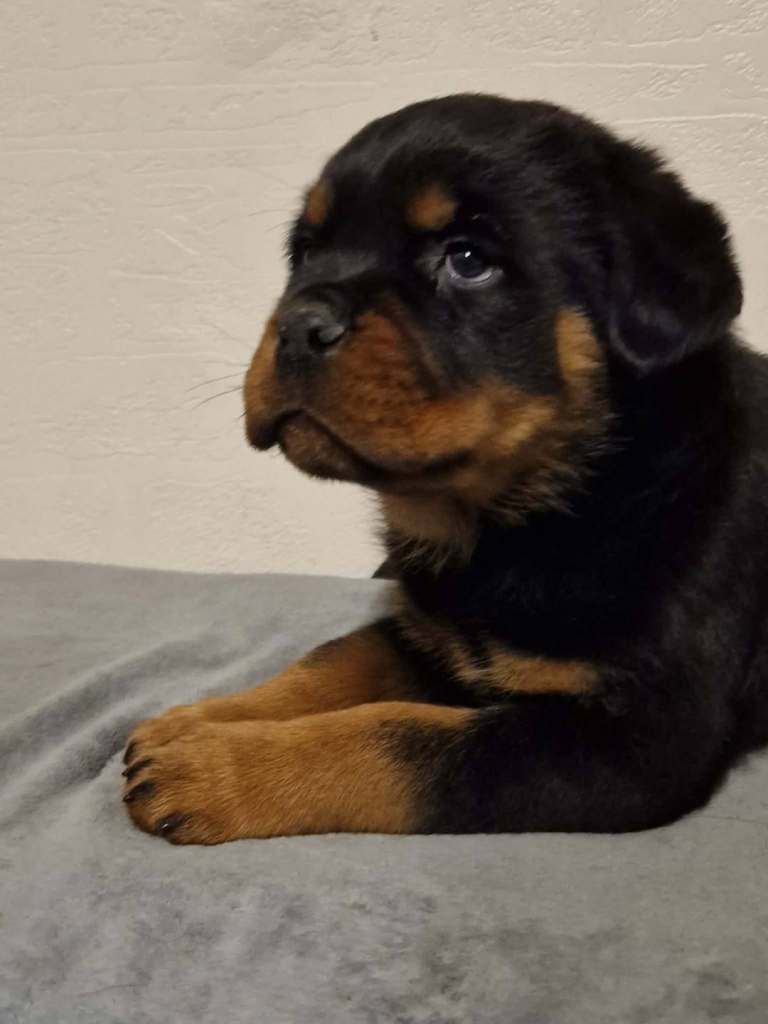 Rottweiler pups