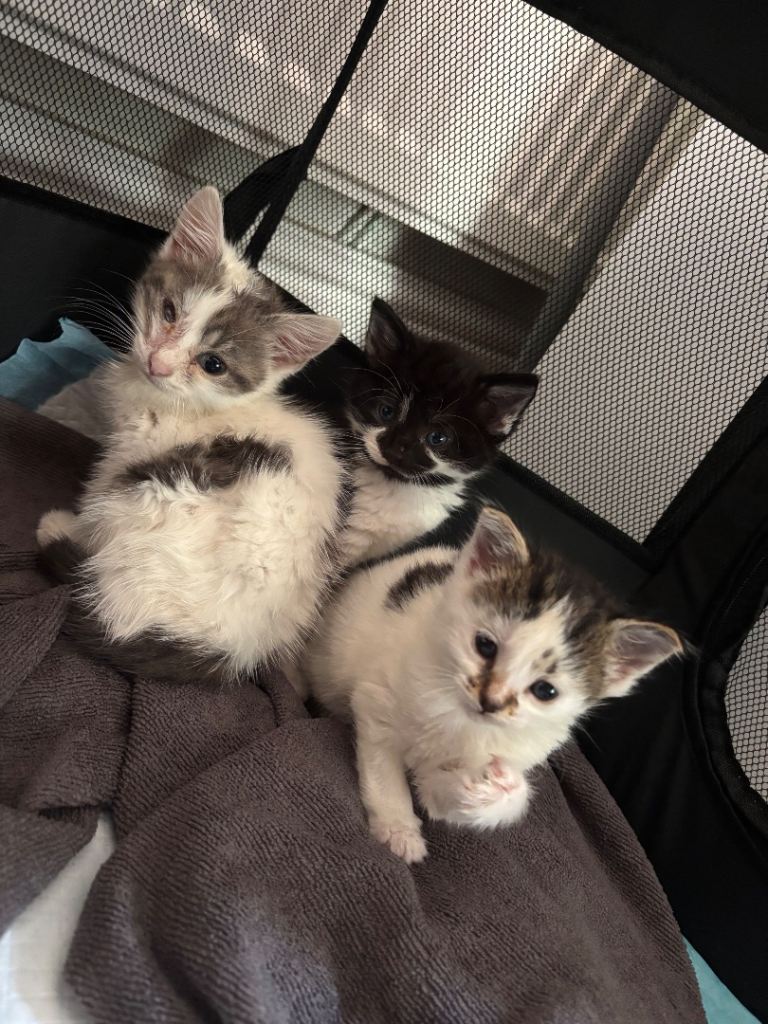 KITTENS TO GOOD HOMES ASAP / PRICE CAN BE NEGOTIATED 