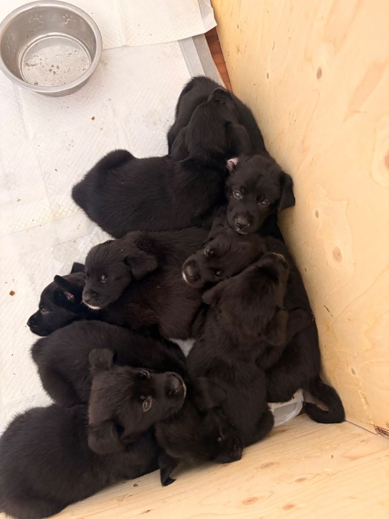 Labernard Puppies