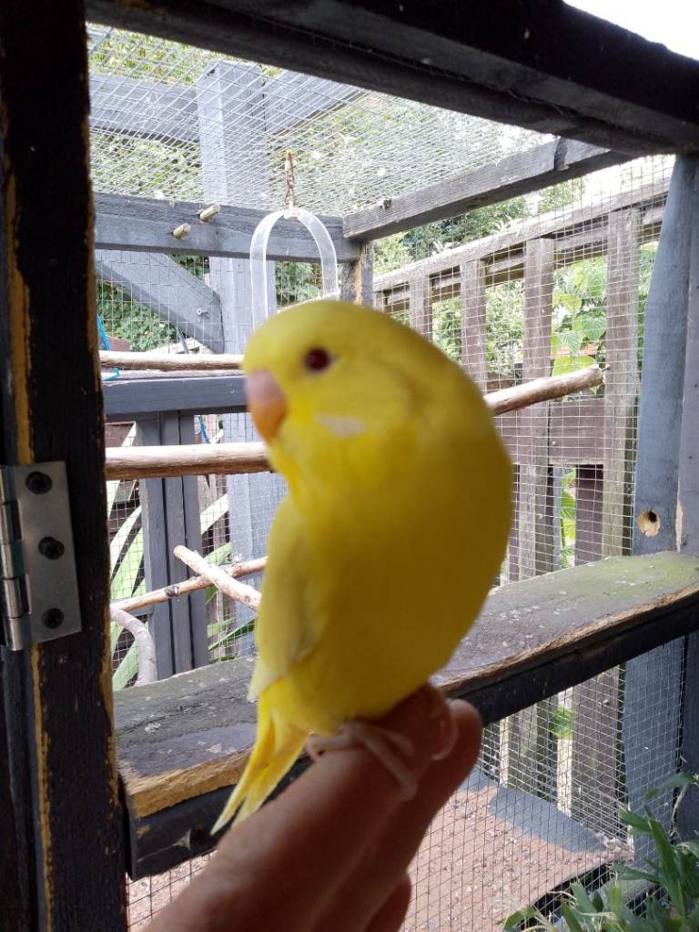 Budgerigar