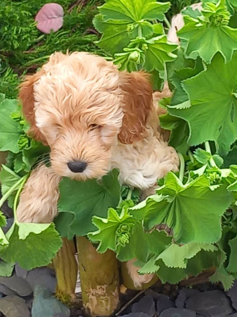 Show-class litter of 4 Cockerpoo Puppies for sale.
