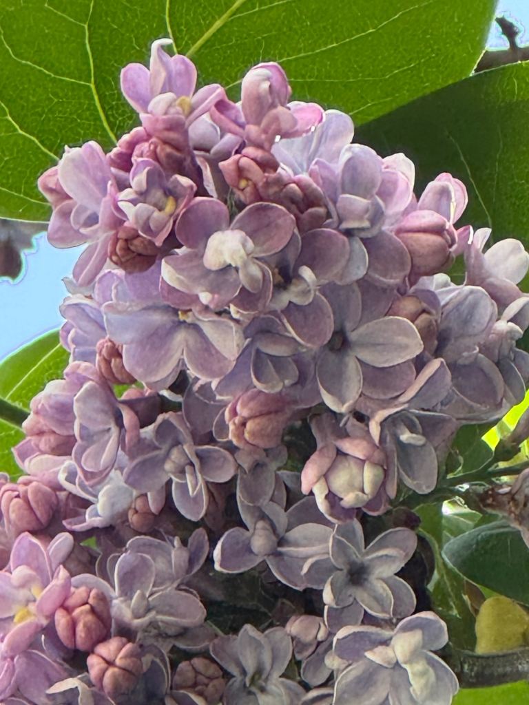 Orangery covered shelving rack system