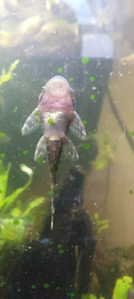 Bristlenose pleco