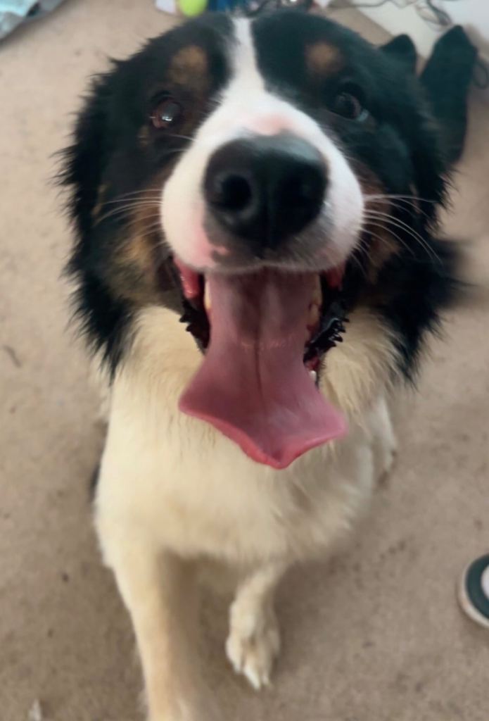 Male border collie 