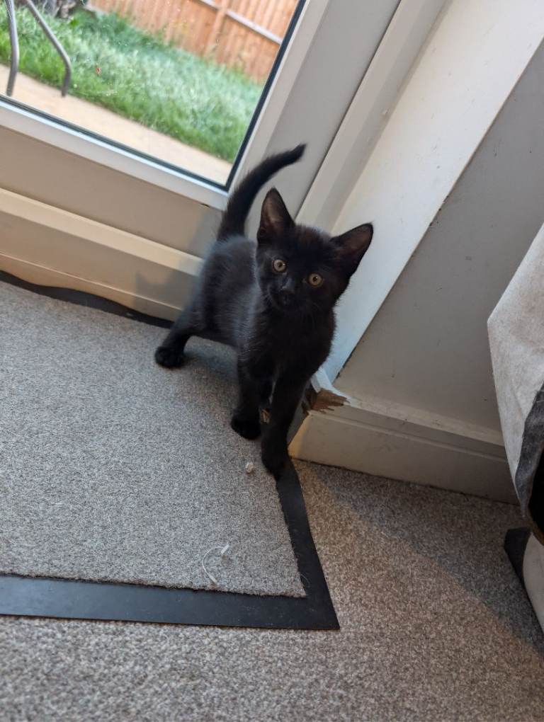 Kittens for sale 