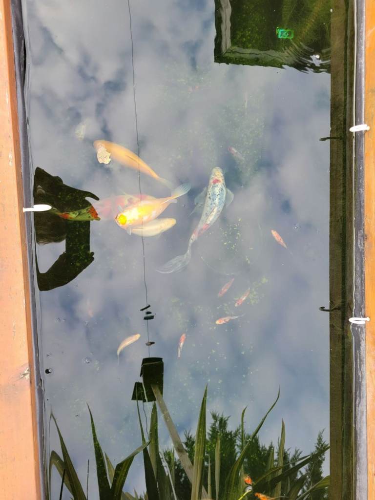 Young fish to good home