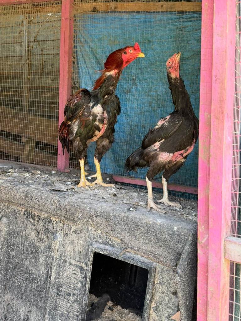 Aseel birds pakistani shamo
