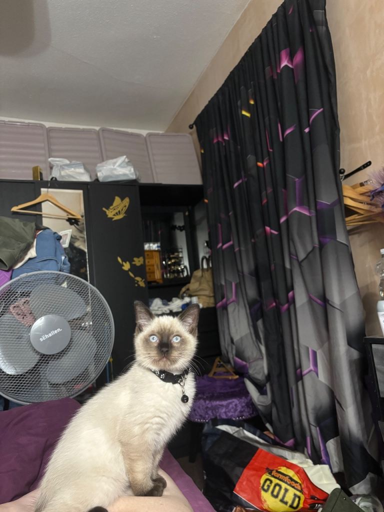 Ragdoll boy kitten