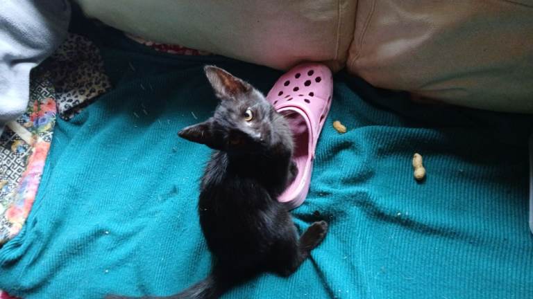 KITTEN FEMALE 10 weeks Plus Cat Pen AND A RAC Cat Carrier £60 BARGAIN