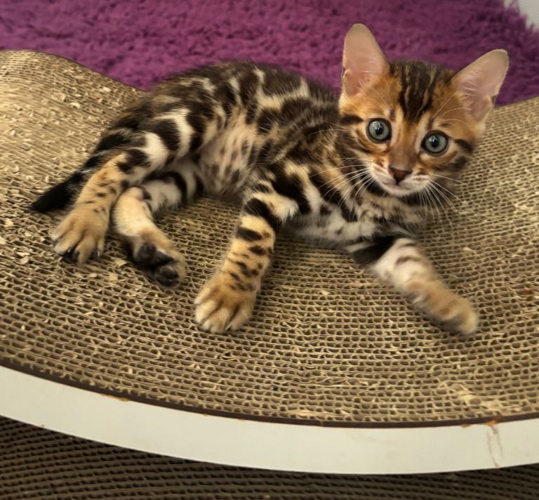 Pure bred Glitter Coat Bengal Kittens 