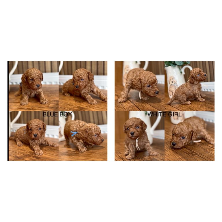 RED TOY COCKAPOO’S