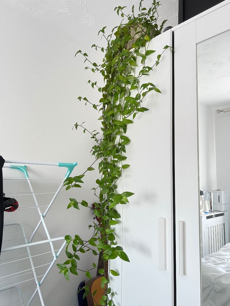 Healthy Trailing Houseplant - Green Foliage
