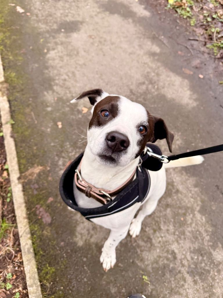 Patch – 2 Year Old Jack Russell Cross Looking for a Loving Home
