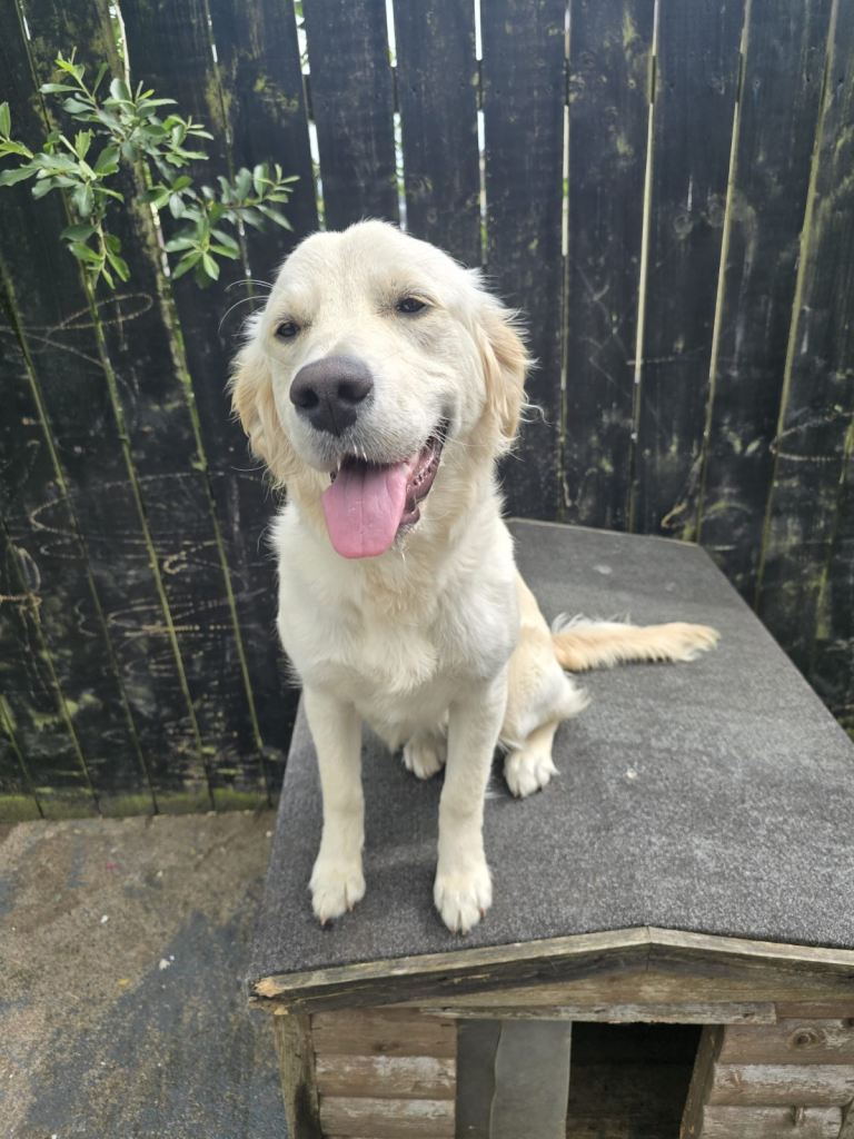 Golden retriever 