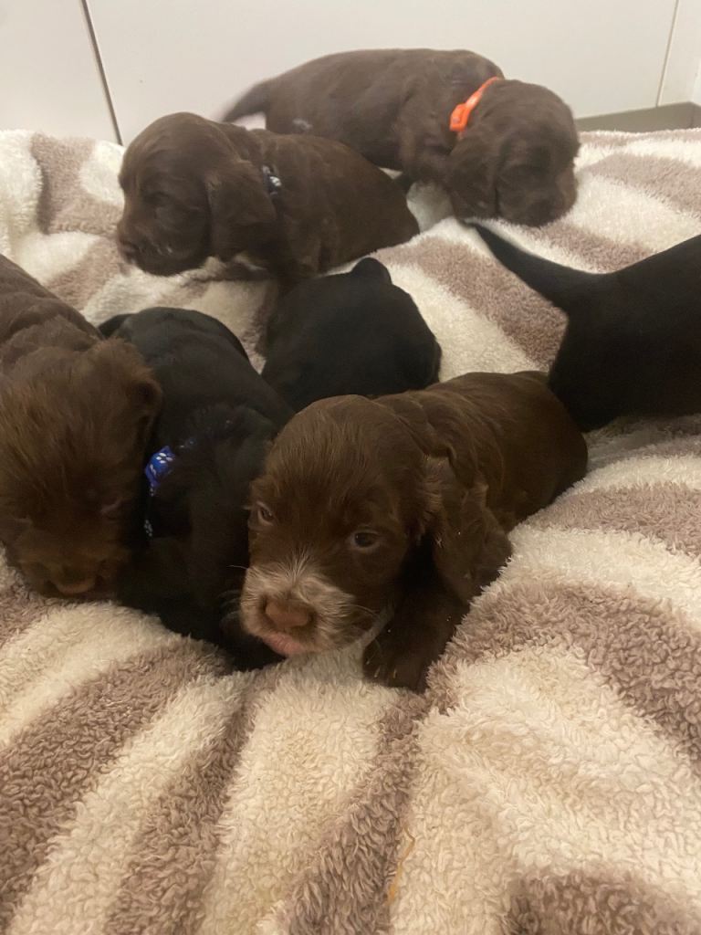 ⭐️Cocker Spaniel Pups for Sale⭐️FULL PEDIGREE⭐️