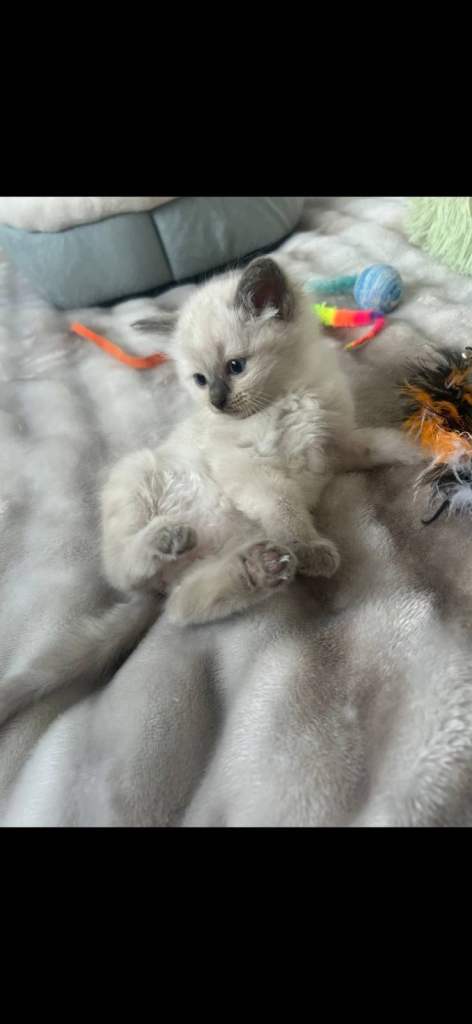 Ragdoll kittens 