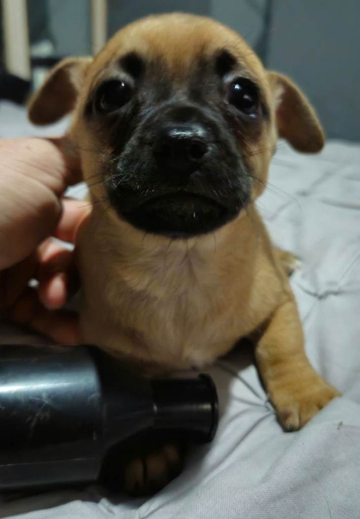 1 male chug puppy looking for forever home