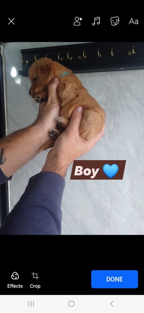 golden retriever READY TO LEAVE NOW