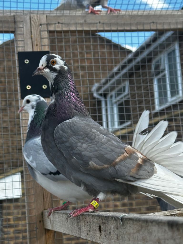 Quality pigeons for sale 