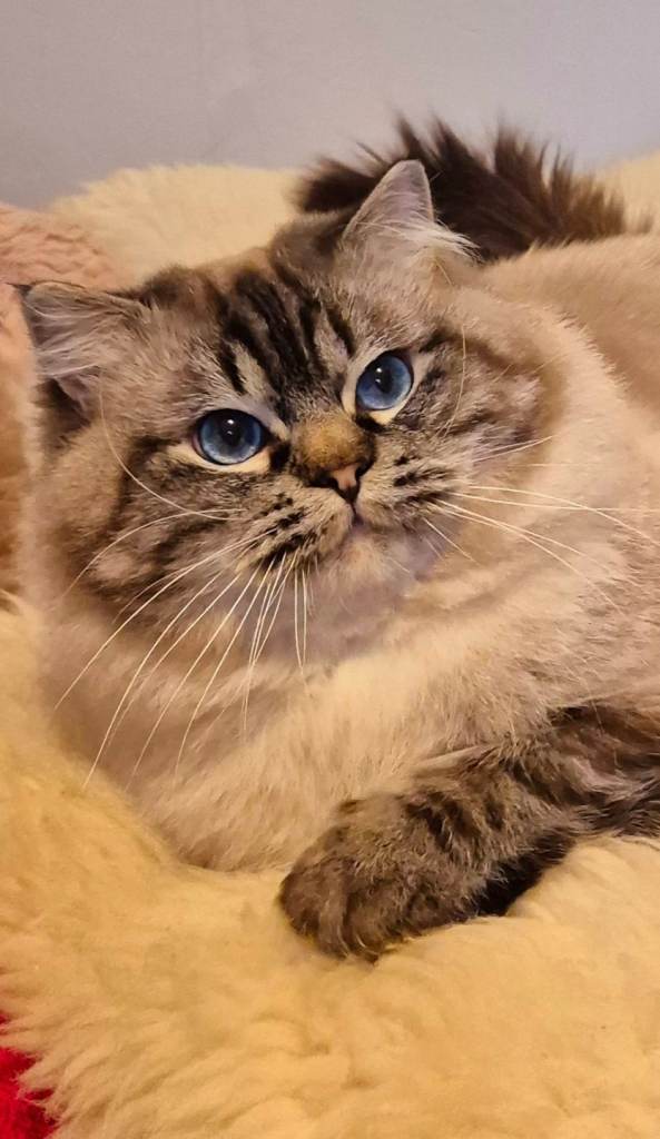 Ragdoll male 