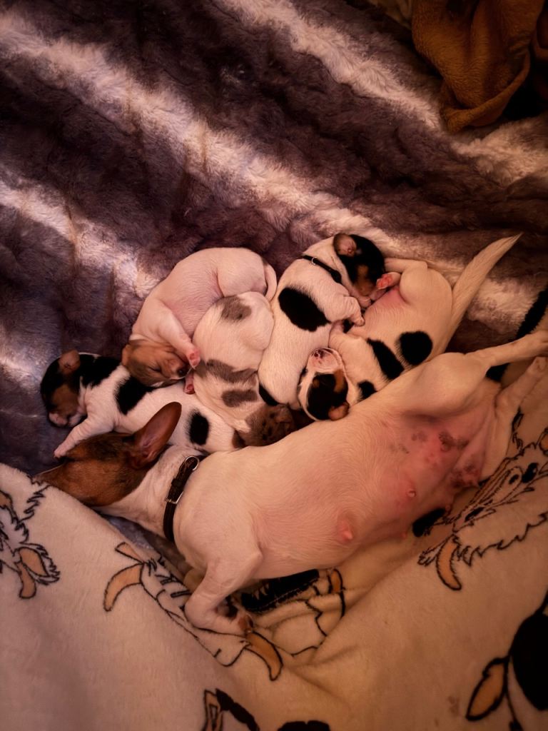 Jack Russell puppies 