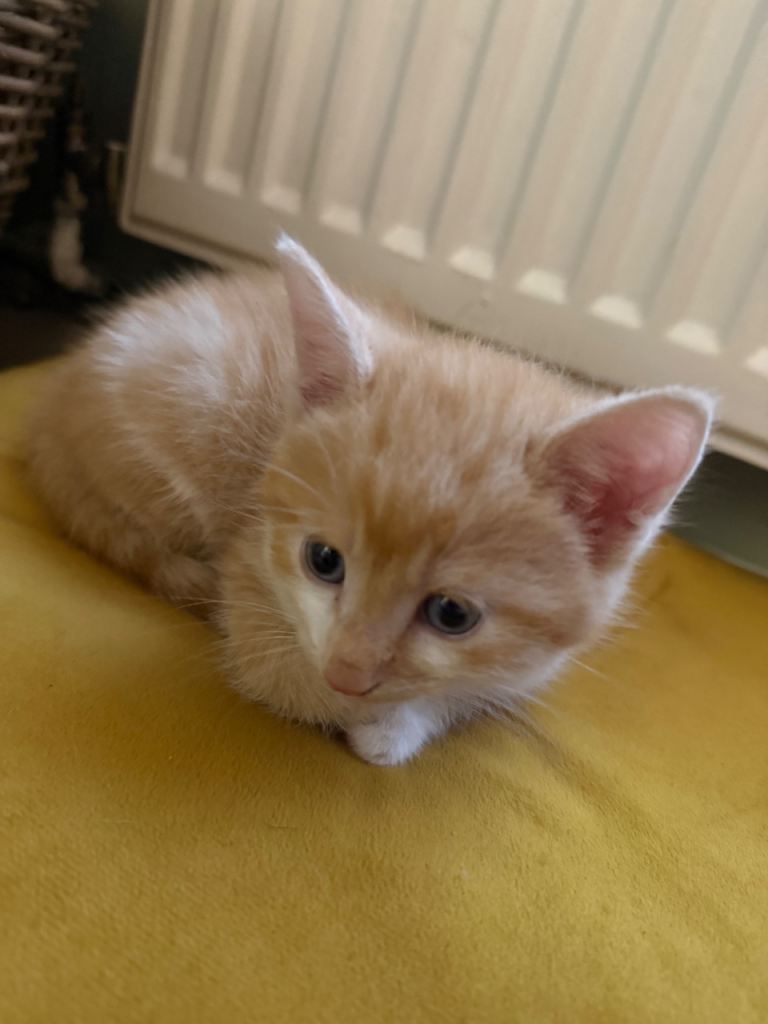 MALE KITTEN FOR SALE!!