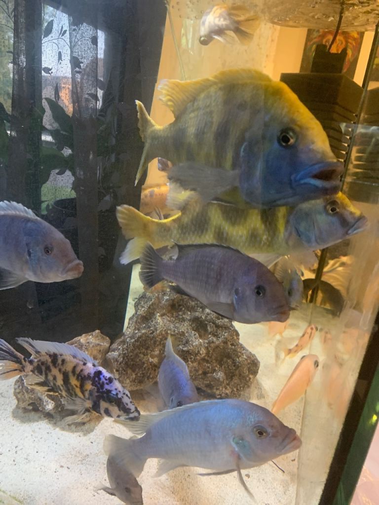 Tropical fish. Aquarium fish 