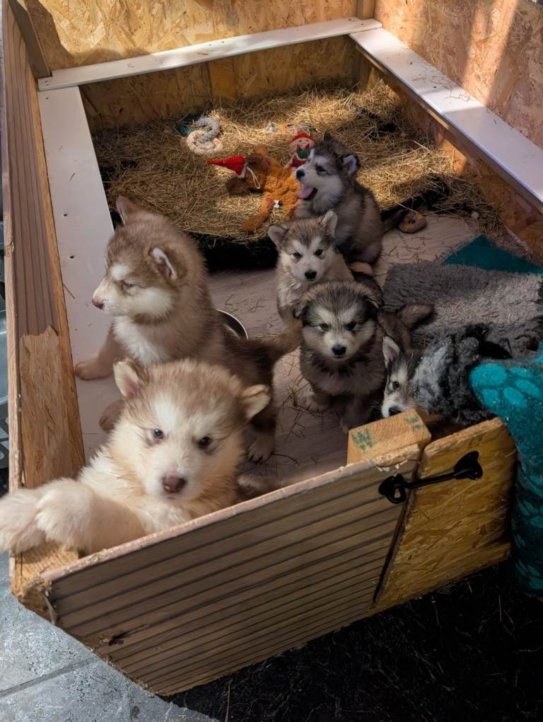 2 Male Wooly kc reg alaskan malamute puppies