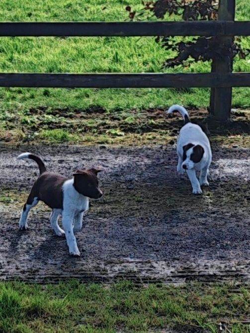 2 brown and white Collie Dogs £300 each