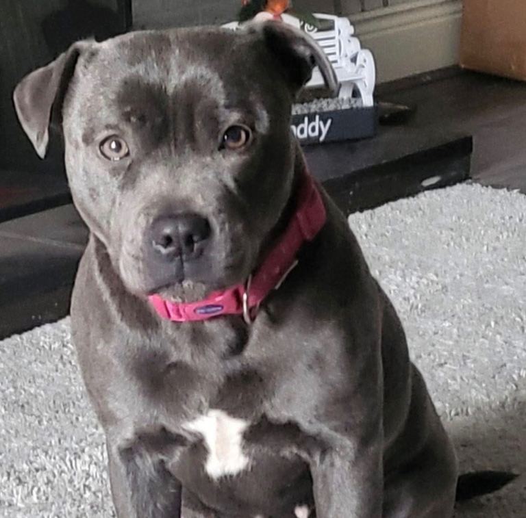 Blue staffy 
