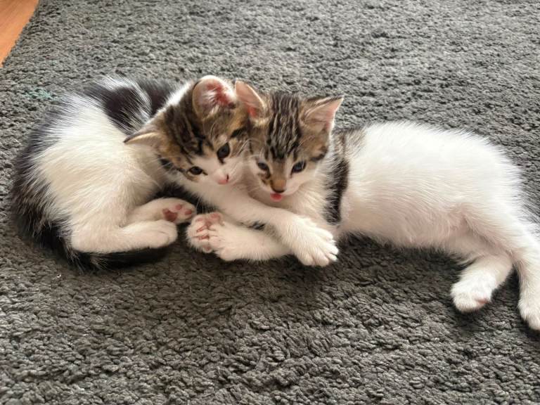 Kittens for sale 