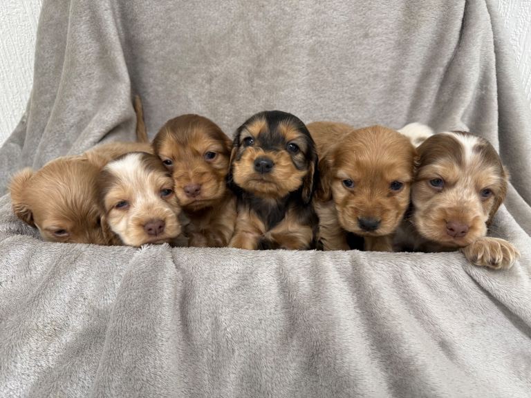 2 LEFT KC HEALTH TESTED MICROCHIPPED SHOW COCKER SPANIELS 