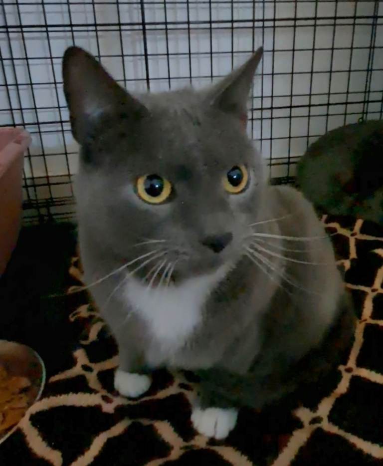 Sweetest BSH boy with green eyes needs a home.