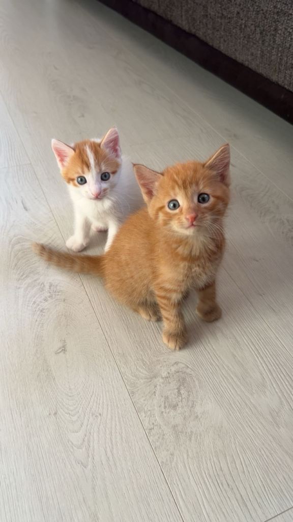 Kittens for sale 