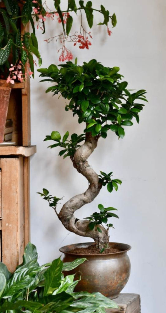 Elegant Fiscus Bonsai 🌿RRP £209.99