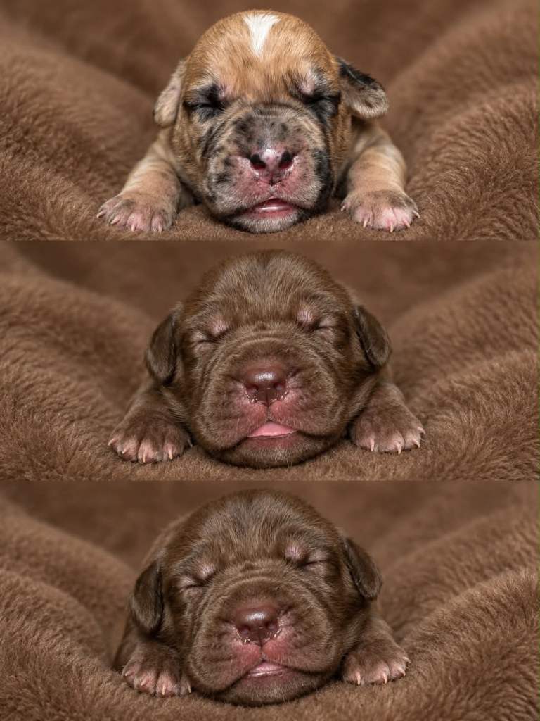 North American mastiff X boerboel (7/12 left)