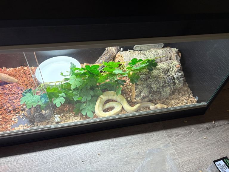 3 Snakes and Enclosures for sale