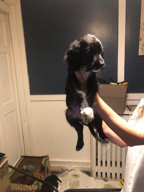 cockerpoo x colliepoo puppies 