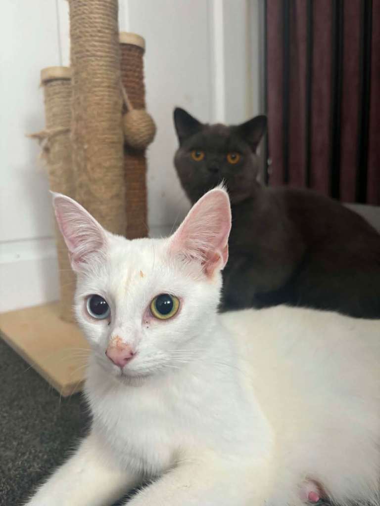 British shorthair with khao manee 