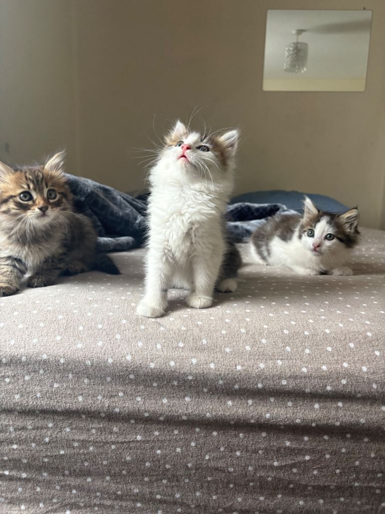 2 Long haired kittens for sale 